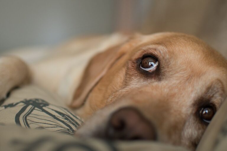 Gestion des euthanasies de chiens : le quotidien d’une vétérinaire