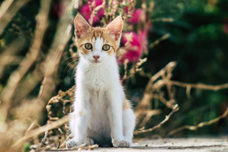 Coronavirose chez le chat : deux formes de maladie aux pronostics différents
