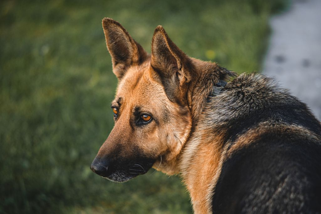 chien berger allemand insulinome