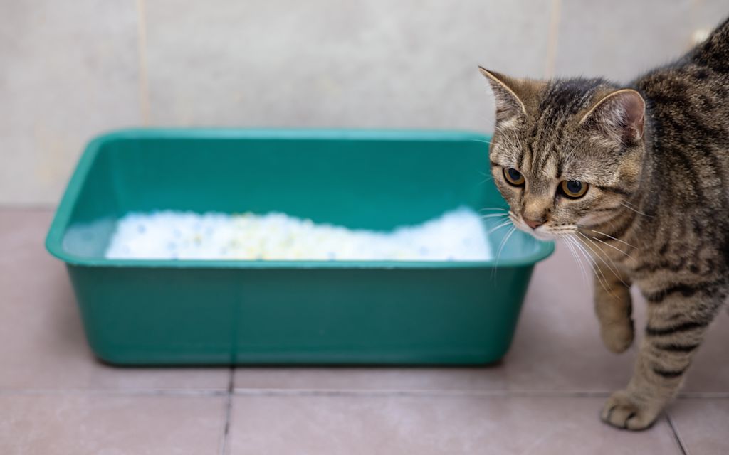 giardiose chat litiere