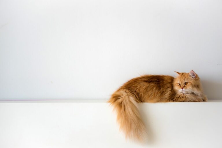 Fracture de la queue chez le chat : quel traitement ?