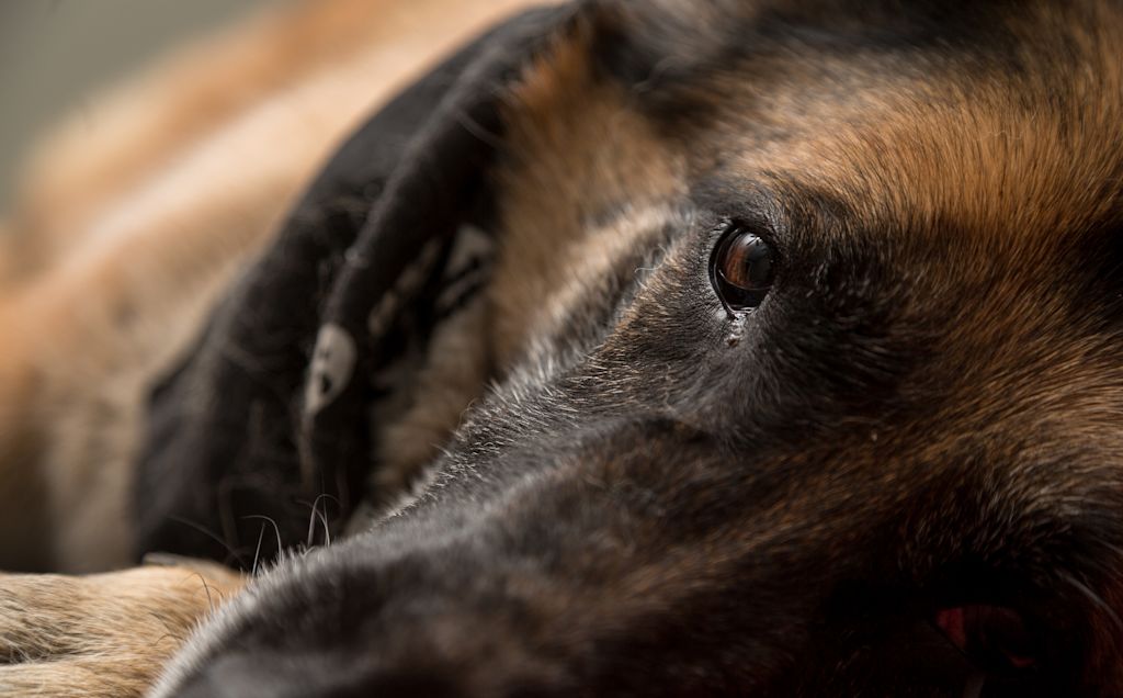 vieux chien malinois allonge