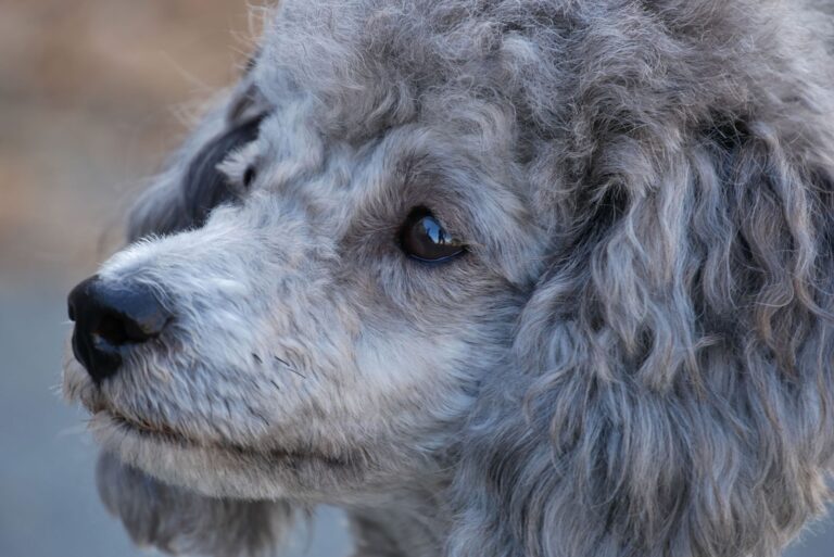 Insulinome du chien : symptômes et traitement