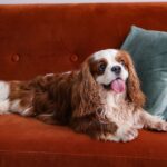 cavalier king charles