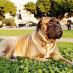 bullmastiff