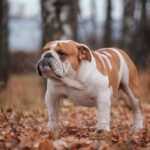 bulldog anglais