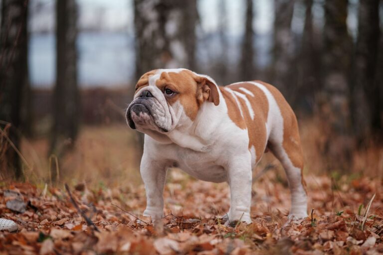 Bulldog anglais