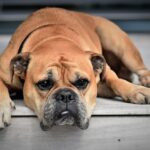 bulldog continental