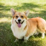 chien anglais