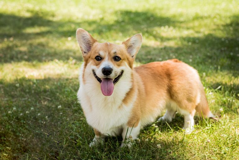 Races de chiens anglais