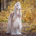 chien a poil long