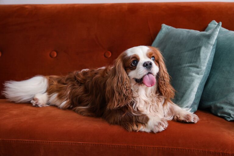 Races de chiens mignons et gentils