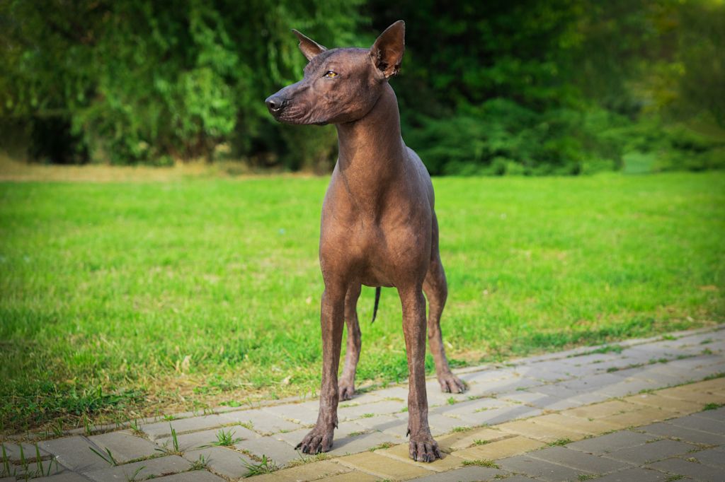 chien nu du mexique