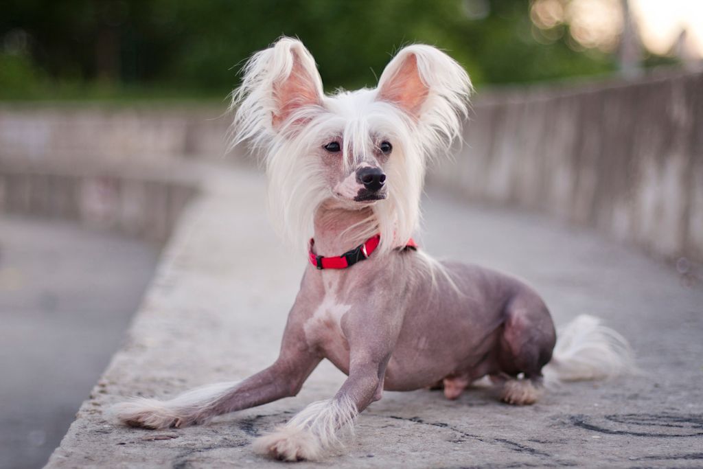 chien chinois a crete