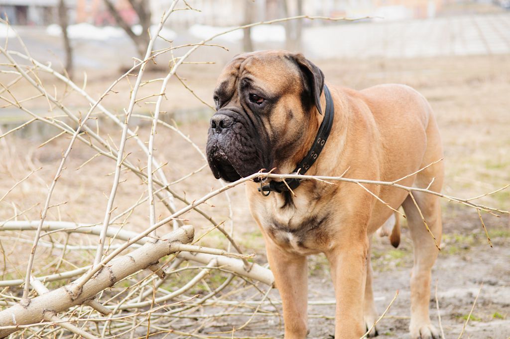 chien bullmastiff
