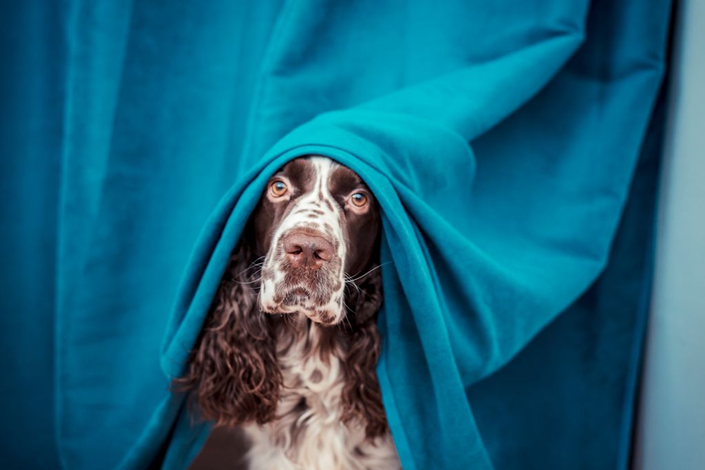 chien qui se cache