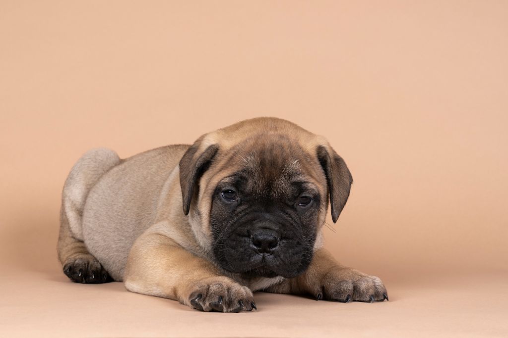 chiot bullmastiff