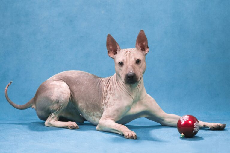 Races de chiens sans poil