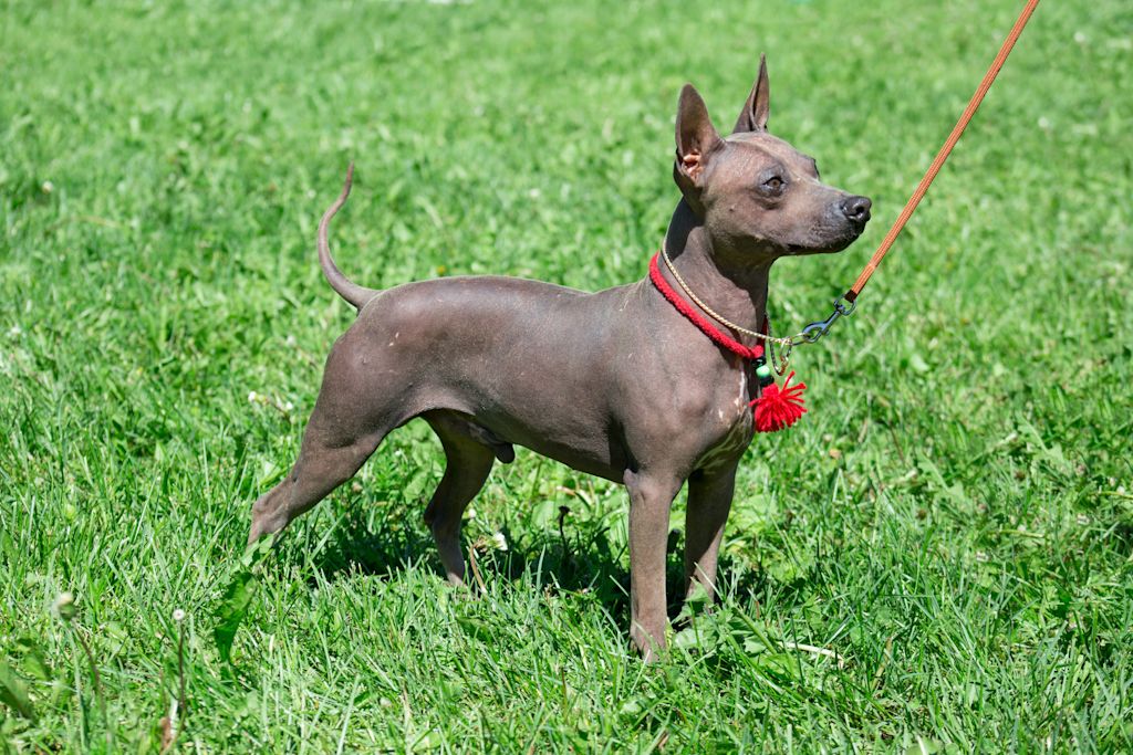 chiot nu americain