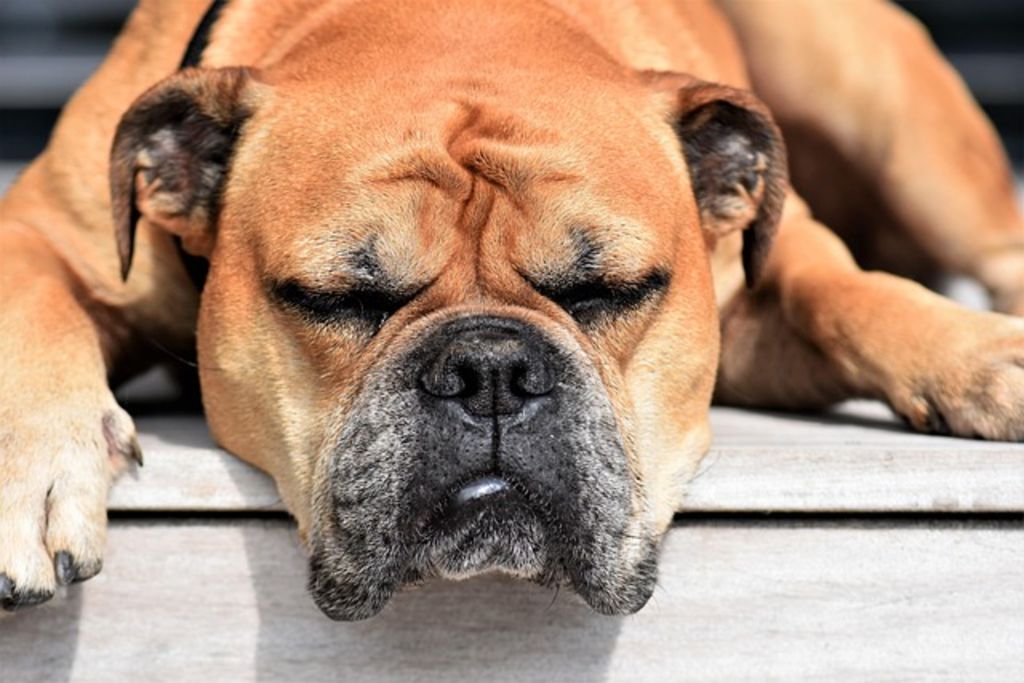 bulldog continental qui dort