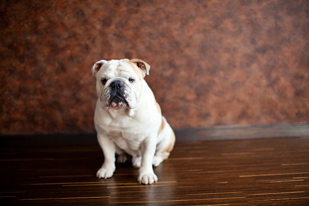 bulldog anglais
