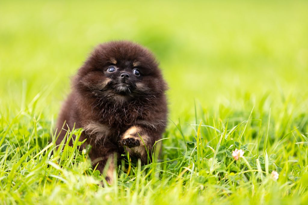 chiot spitz nain 