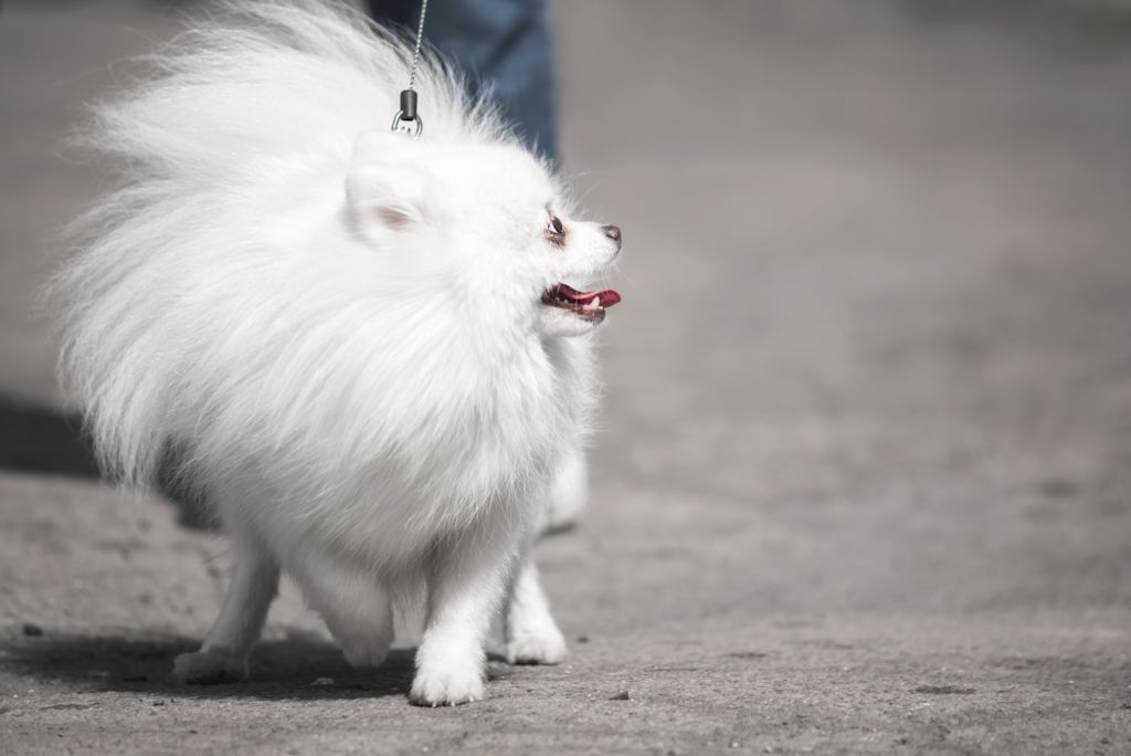 Spitz Nain