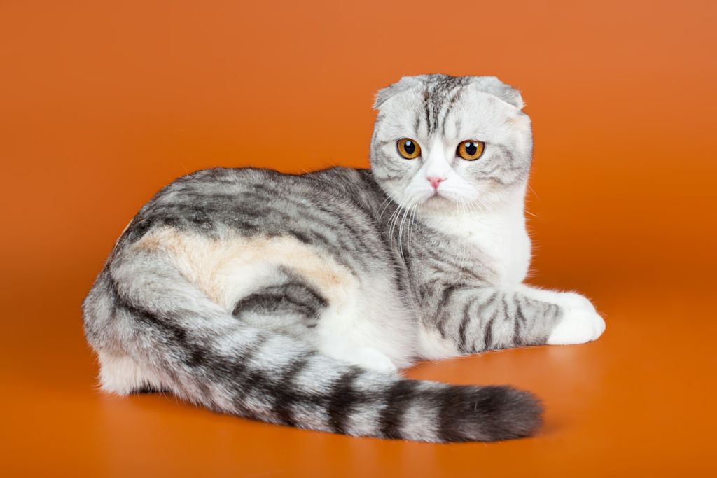 American Curl assis
