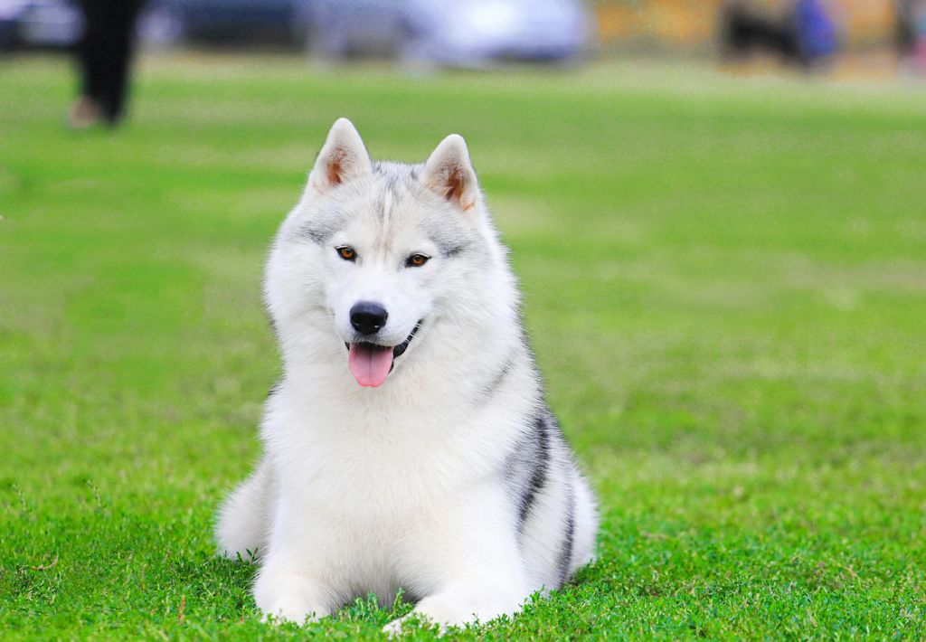Husky Sibérien