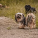 Lhassa Apso