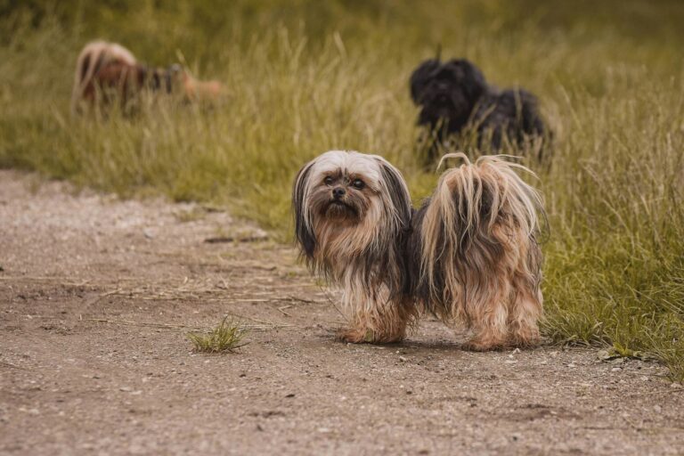 Races de chiens chinois