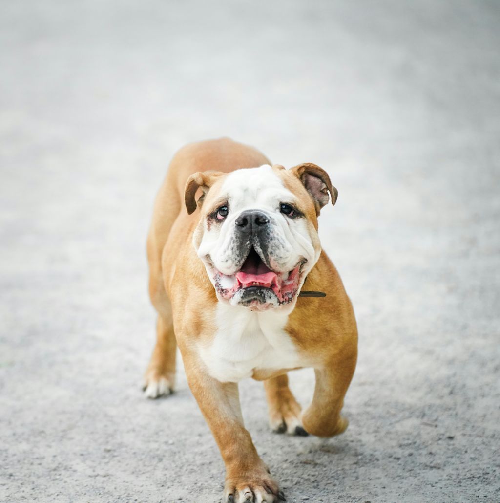 Bouledogue Anglais