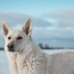 Berger Blanc dans la neige