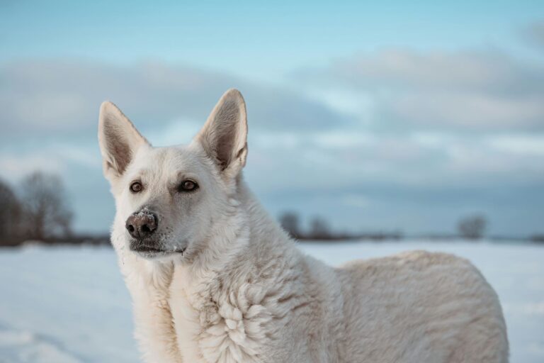 Races de chiens blancs