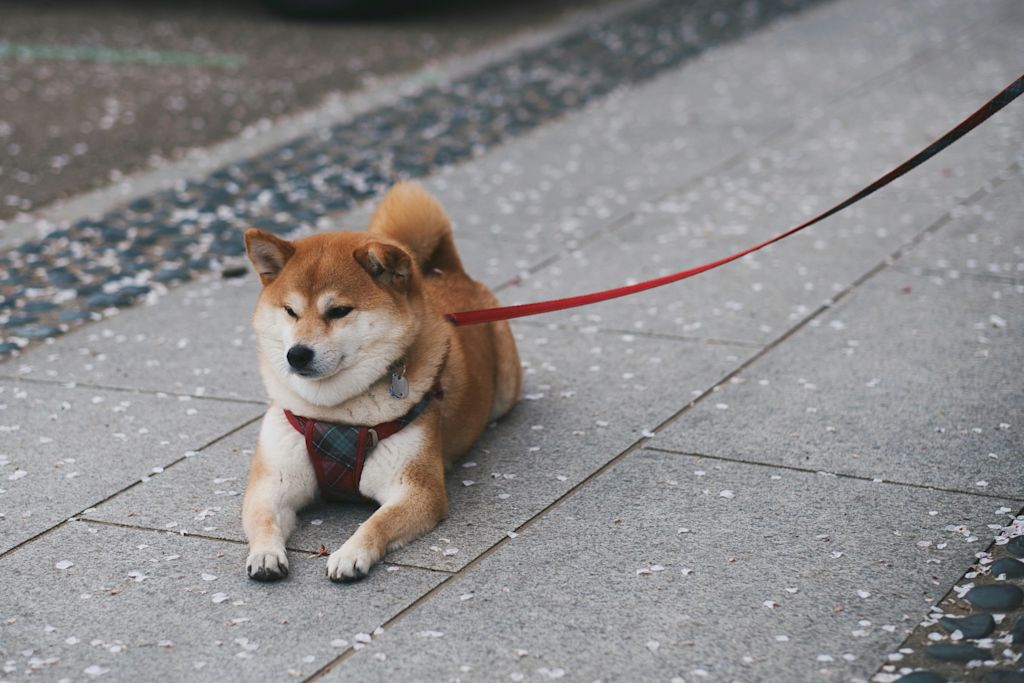Shiba inu
