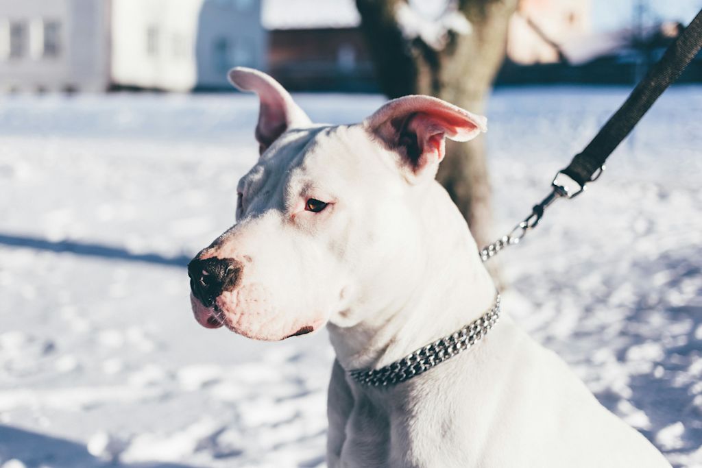 Dogue Argentin