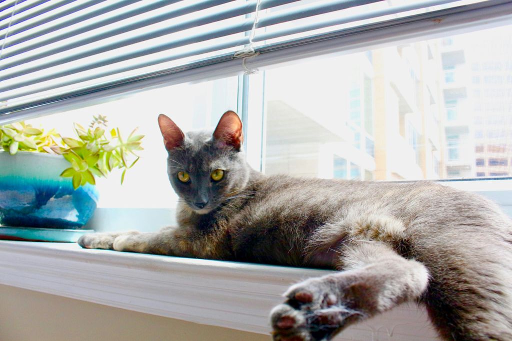 Korat au repos