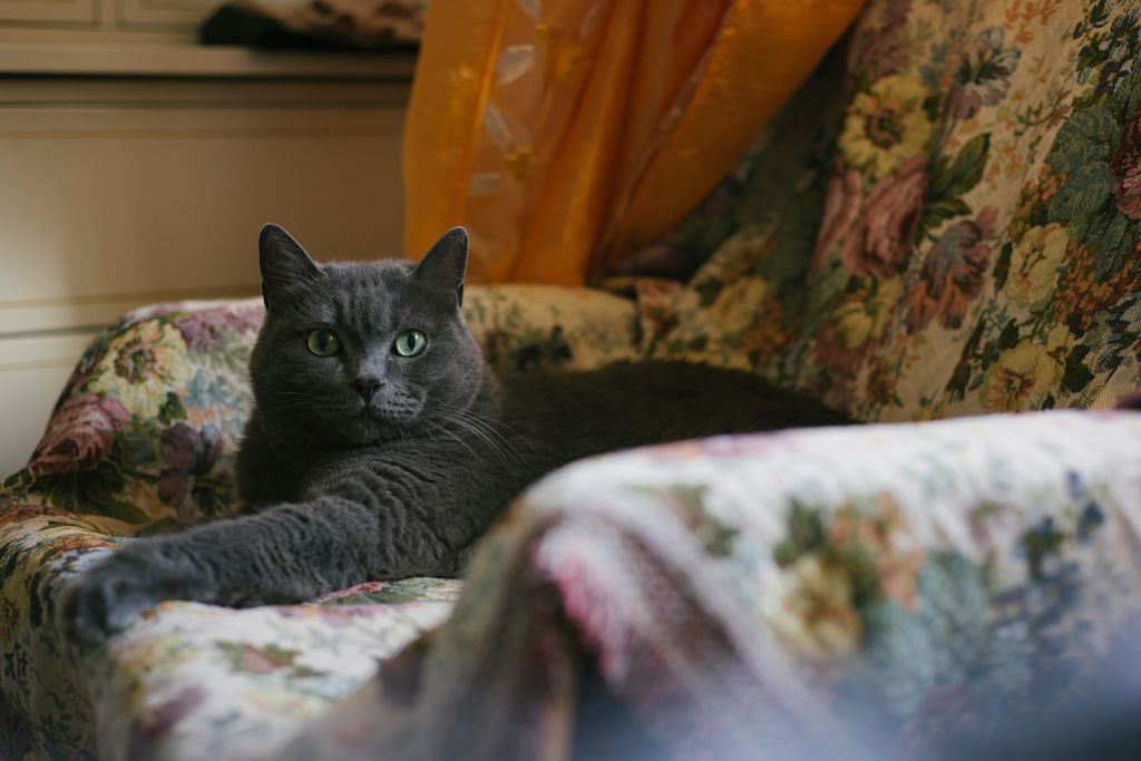 Chartreux