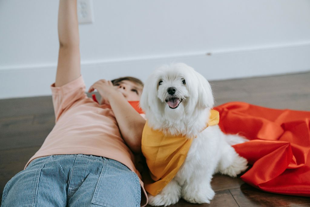 Bichon Maltais