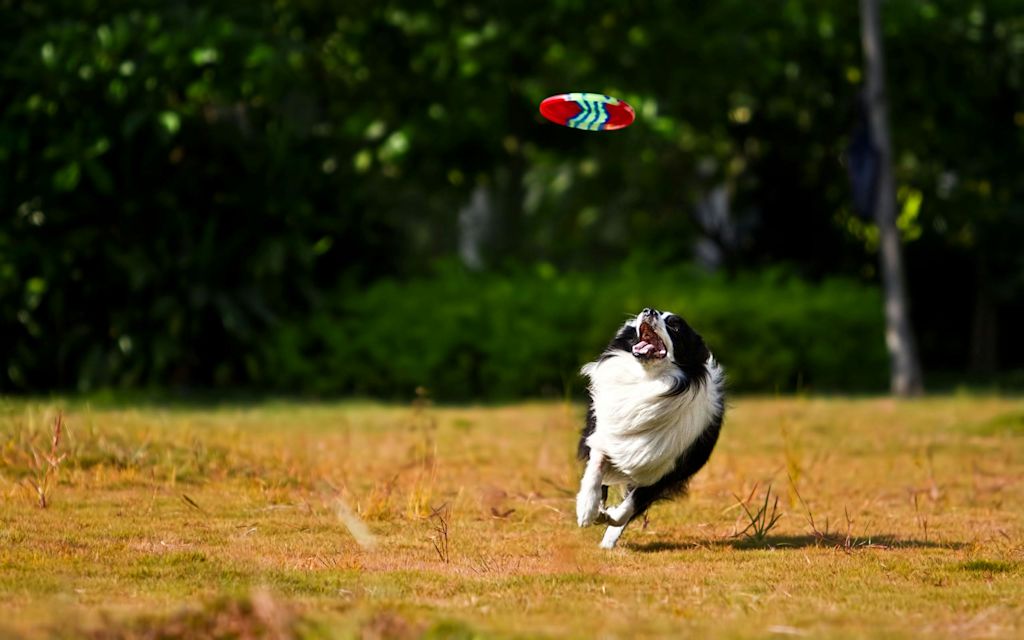 Border Collie