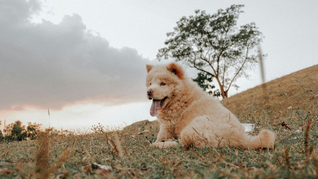 Chow-Chow