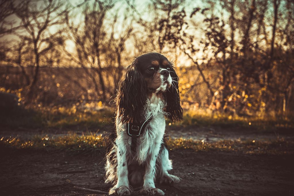 Cavalier King Charles