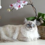 Chat d&rsquo;intérieur