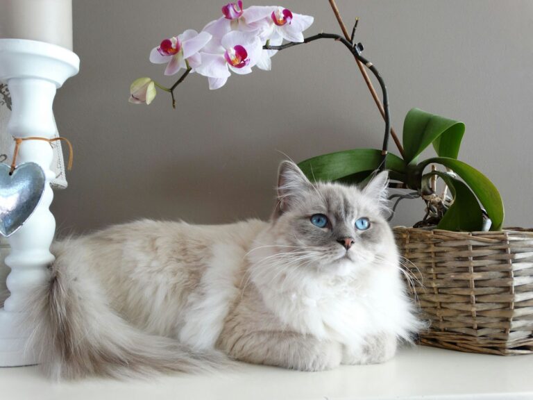 Races de chat d&rsquo;appartement