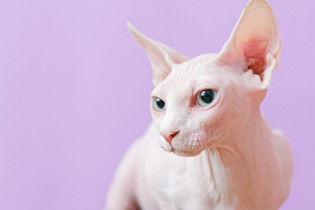 Sphynx pris de près