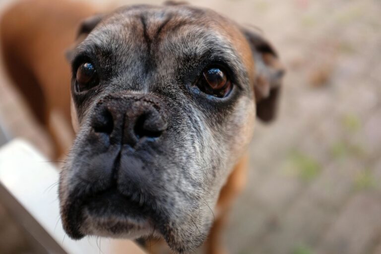 Races de chiens de taille moyenne