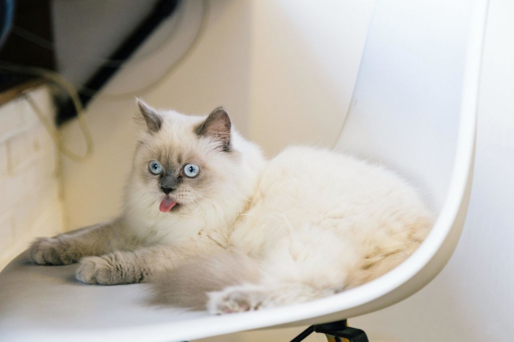 Ragdoll assis sur un siège