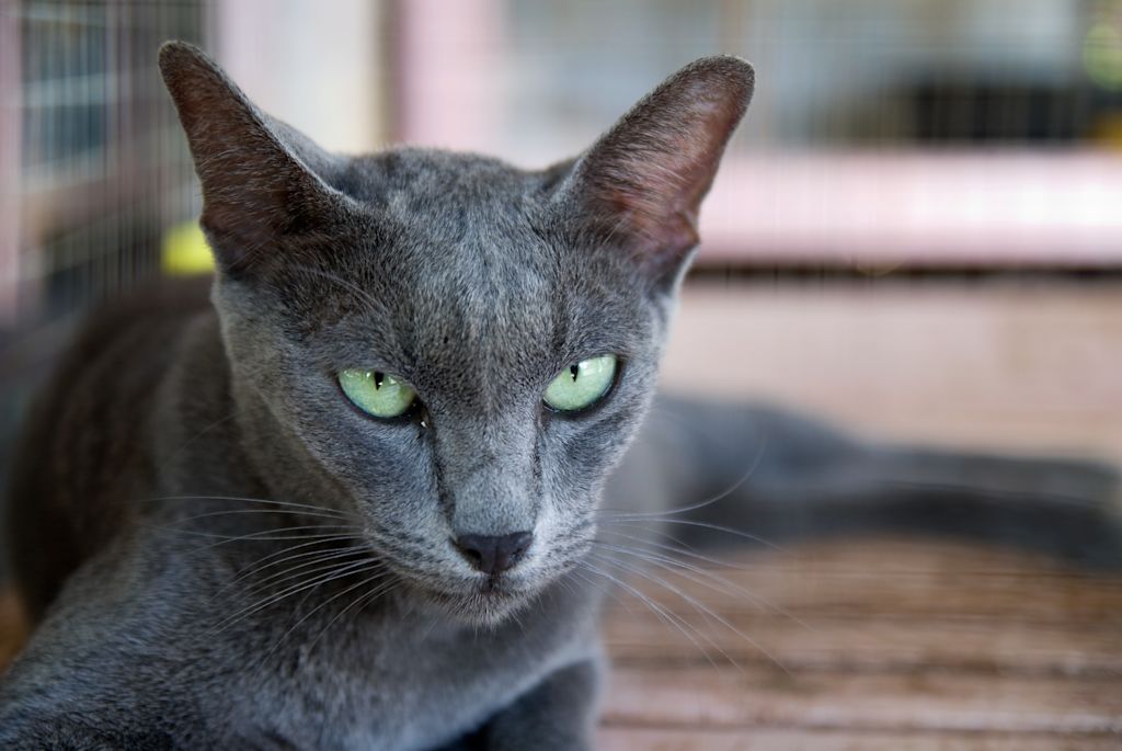 Bleu Russe