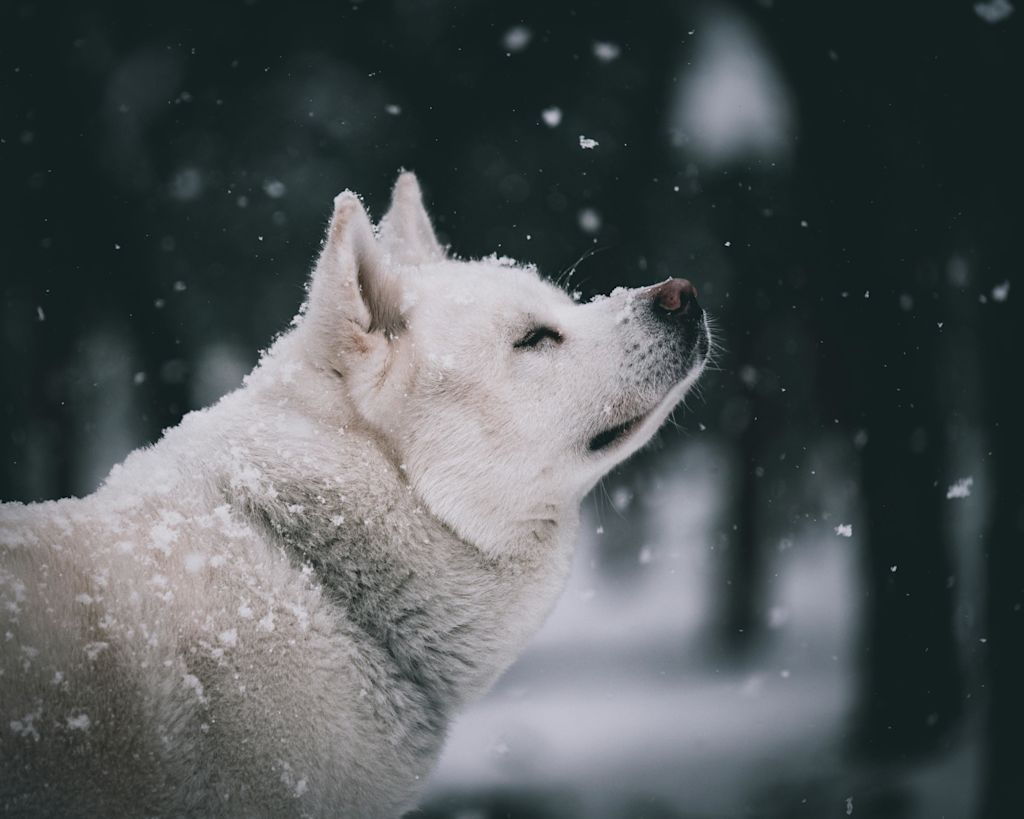 Akita Inu