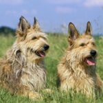 deux bergers de picardie